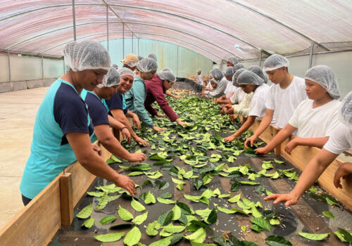 experiencia educativa en las plantas de procesamiento de guayusa y café 1 experiencia educativa en las plantas de procesamiento de guayusa y café 1