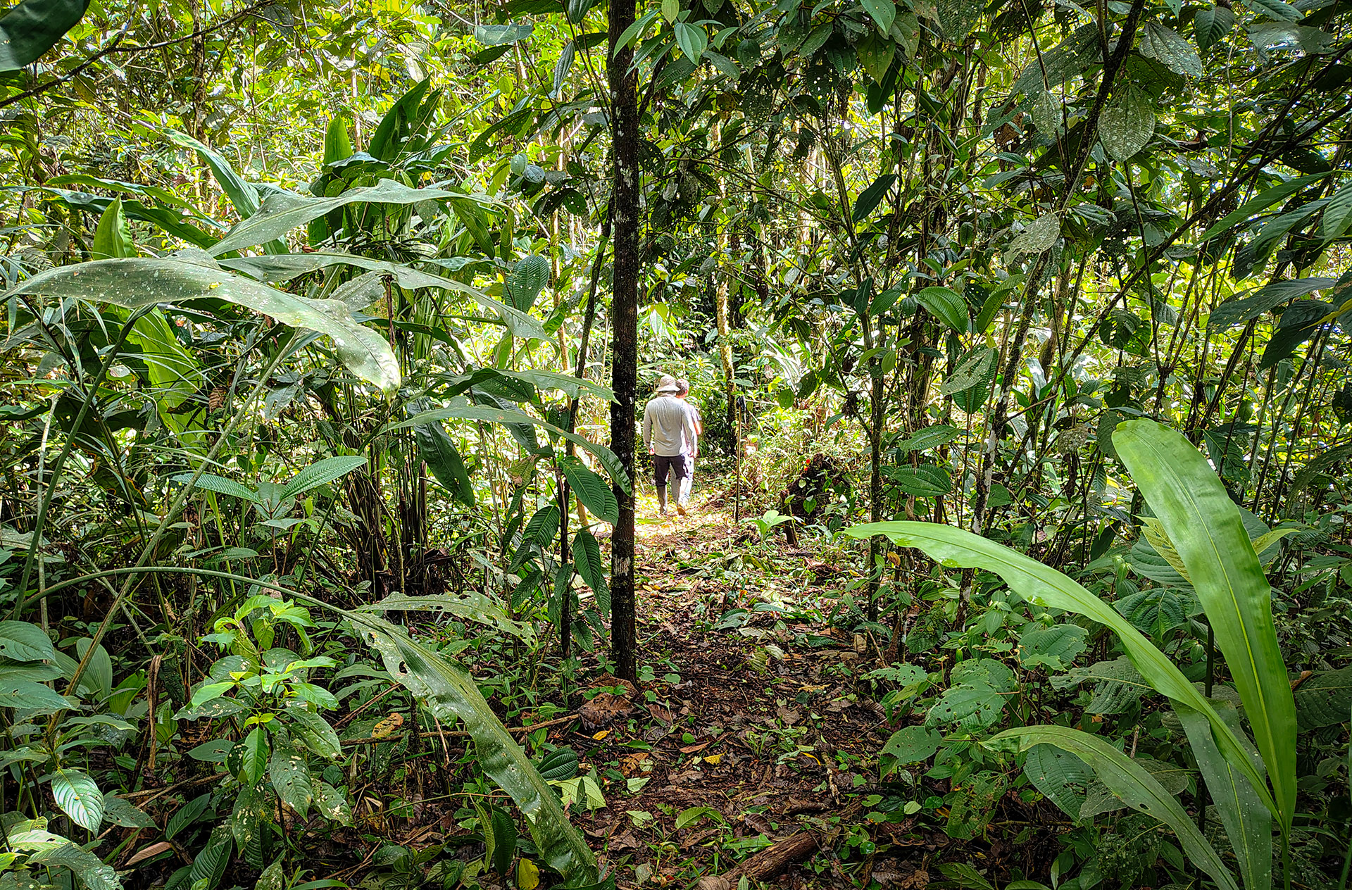 Bosques amazonicos renacen en ecuador 01 v2