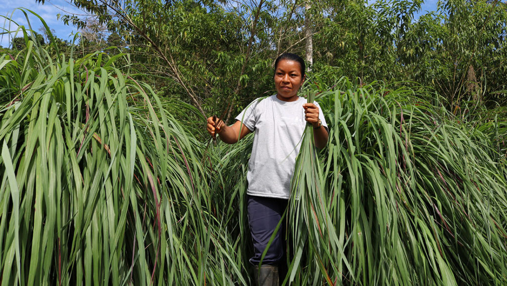 1.articulo.yaku.mama.proamazonia.bosques.conservacion